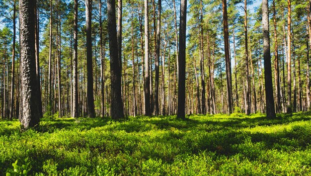 Árboles en el bosque