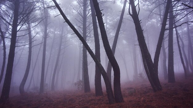 Foto Árboles en el bosque