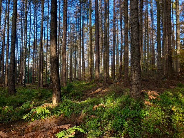 Árboles en el bosque