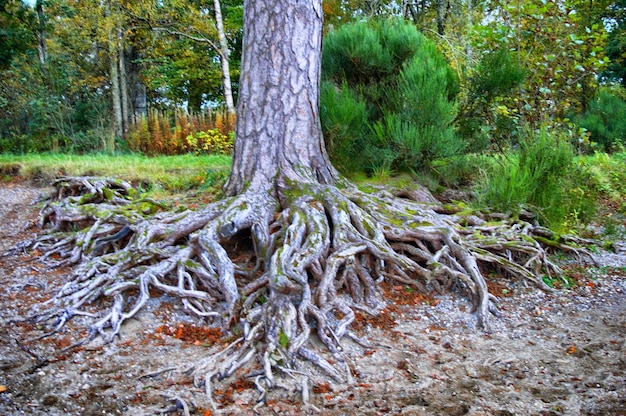 Foto Árboles en el bosque