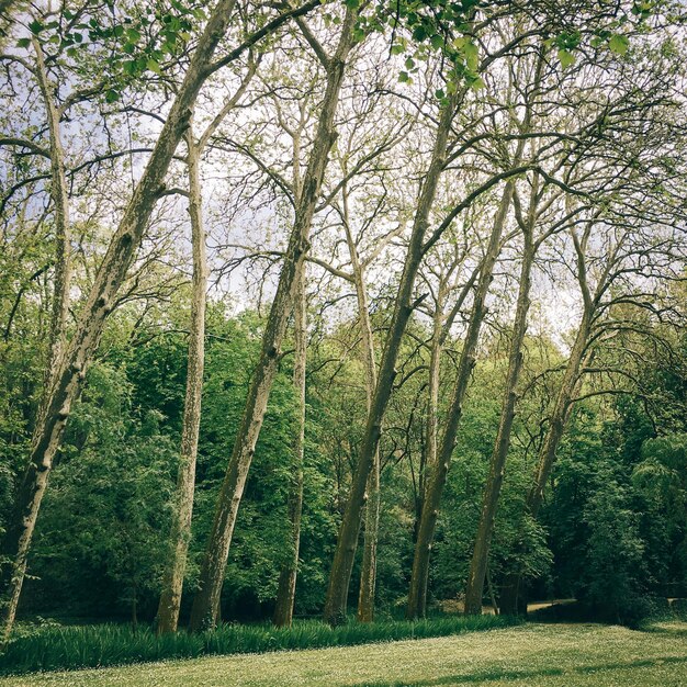 Foto Árboles en el bosque