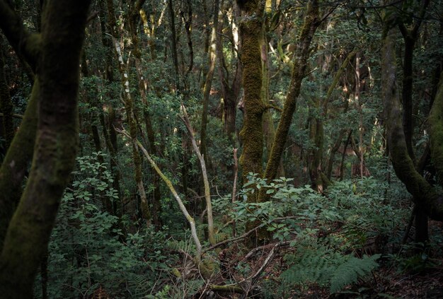 Foto Árboles en el bosque