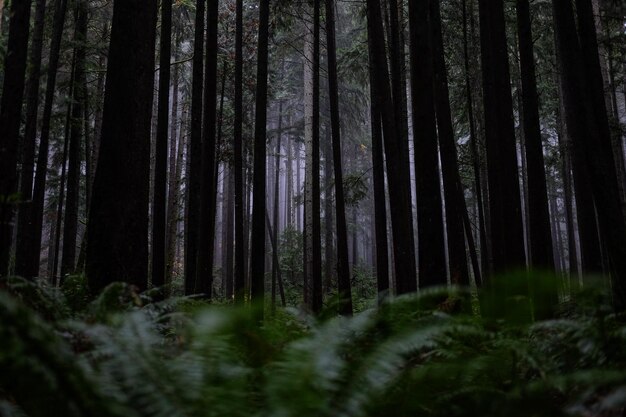 Foto Árboles en el bosque