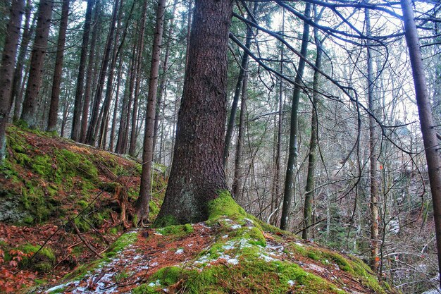 Foto Árboles en el bosque