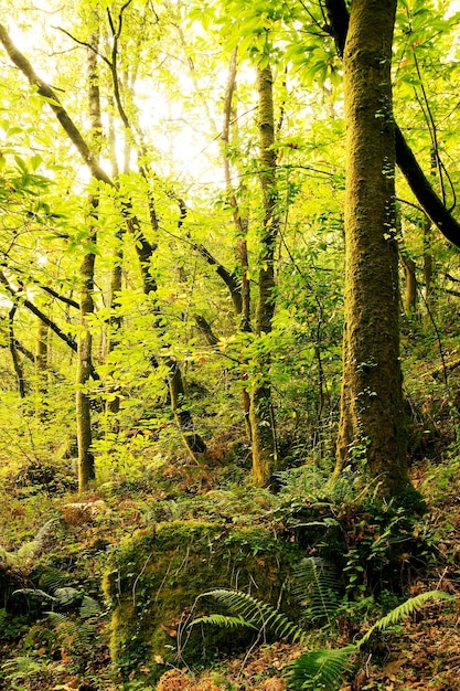 Foto Árboles en el bosque