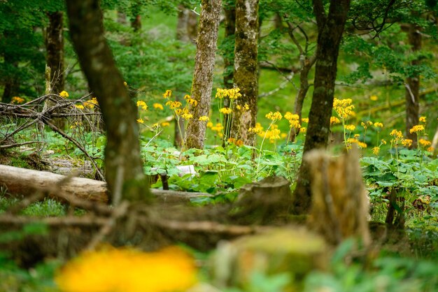 Foto Árboles en el bosque