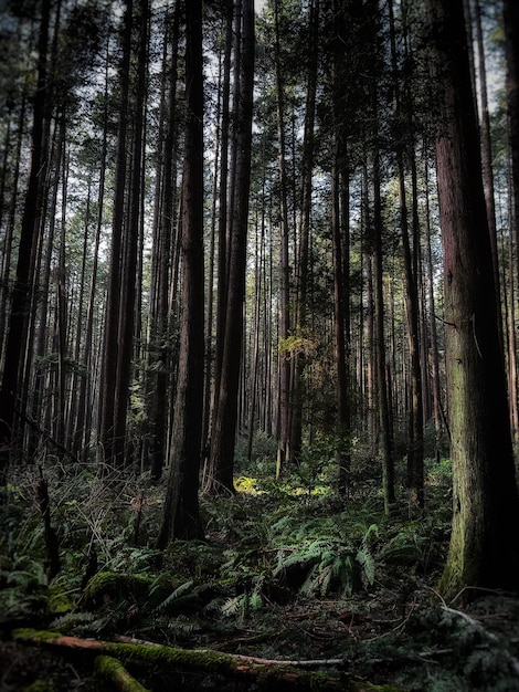 Foto Árboles en el bosque