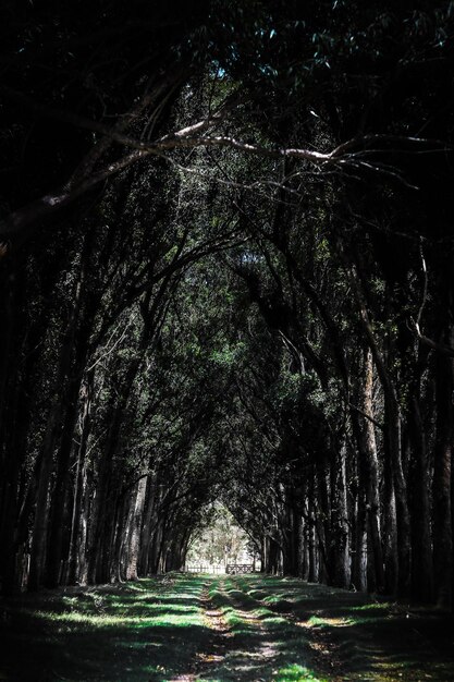 Foto Árboles en el bosque