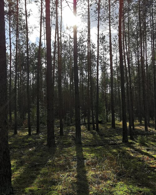 Foto Árboles en el bosque