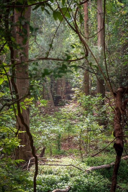 Foto Árboles en el bosque