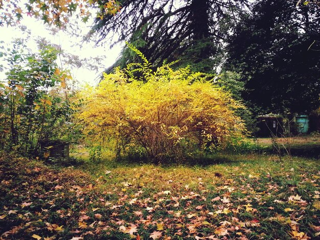 Foto Árboles en el bosque