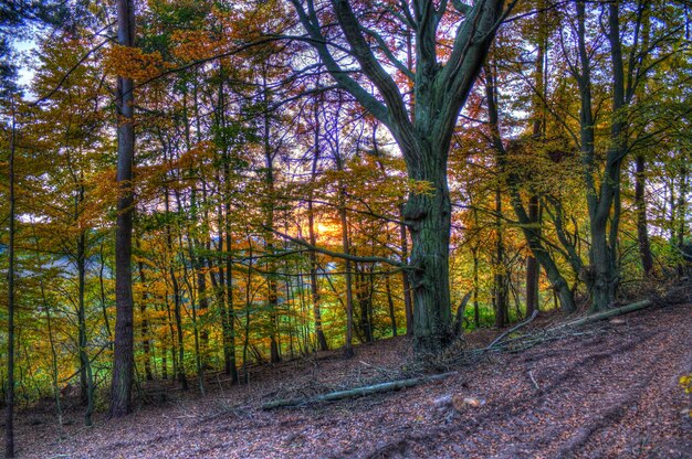 Foto Árboles en el bosque