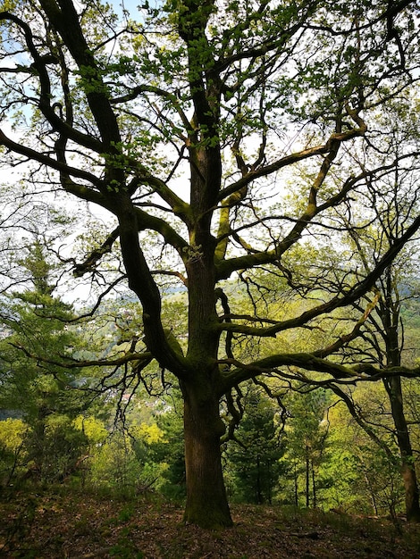 Foto Árboles en el bosque