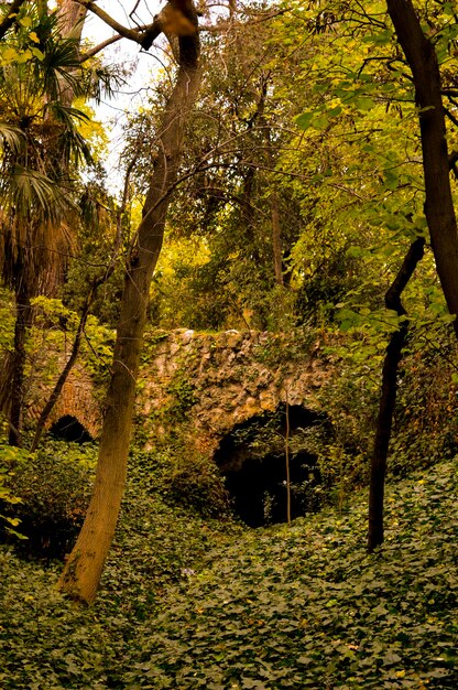 Foto Árboles en el bosque