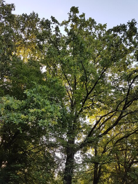 Foto Árboles en el bosque