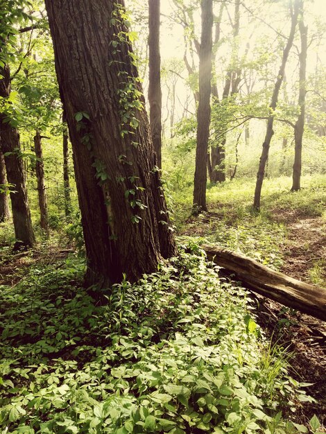 Foto Árboles en el bosque