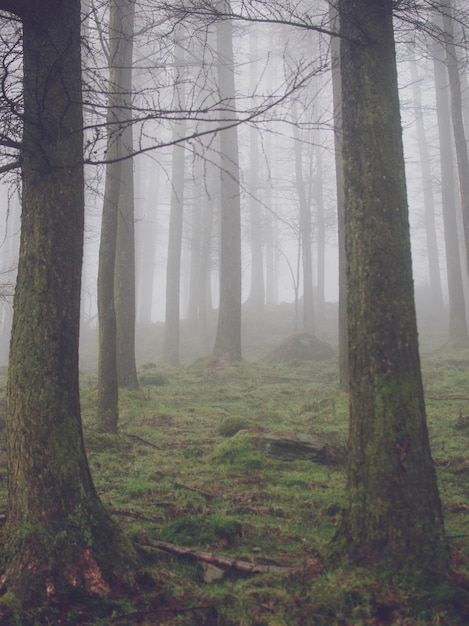 Árboles en el bosque