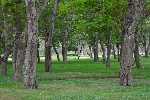 Foto Árboles en el bosque