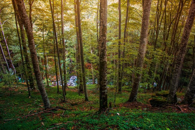 Foto Árboles en el bosque