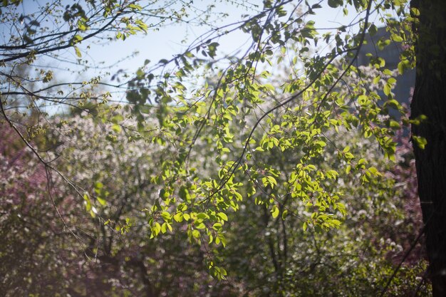 Árboles en un bosque