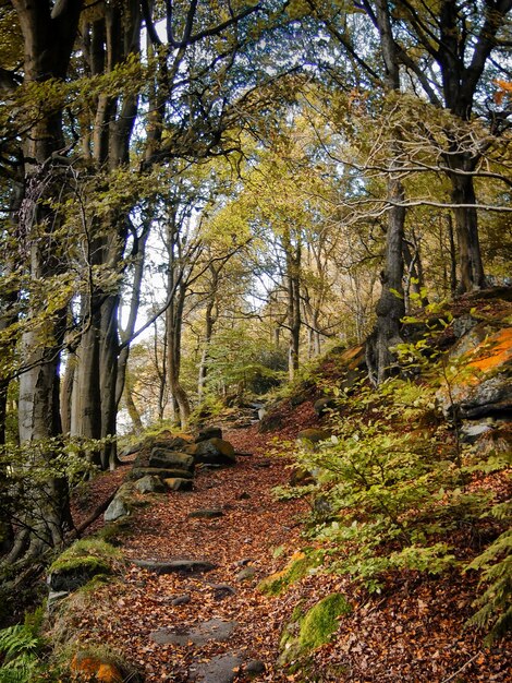 Foto Árboles en el bosque