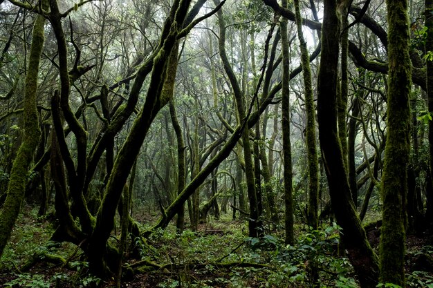 Foto Árboles en el bosque