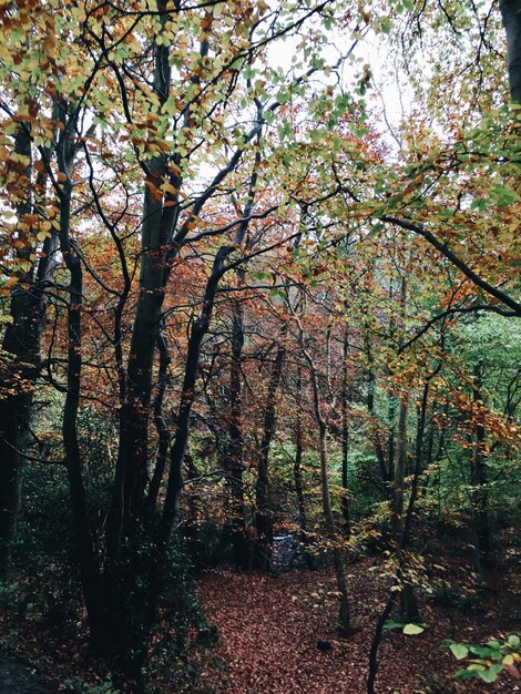 Foto Árboles en el bosque