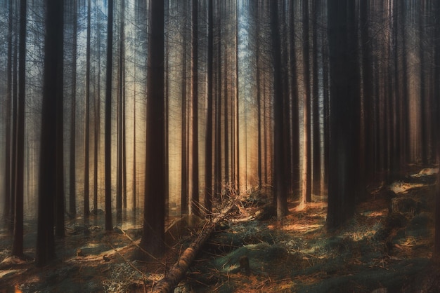 Árboles en el bosque