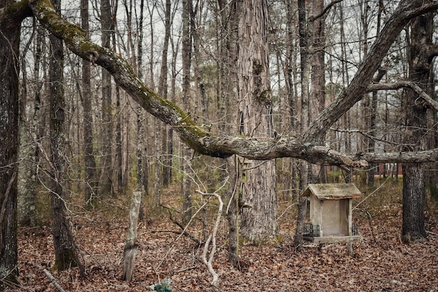 Árboles en el bosque