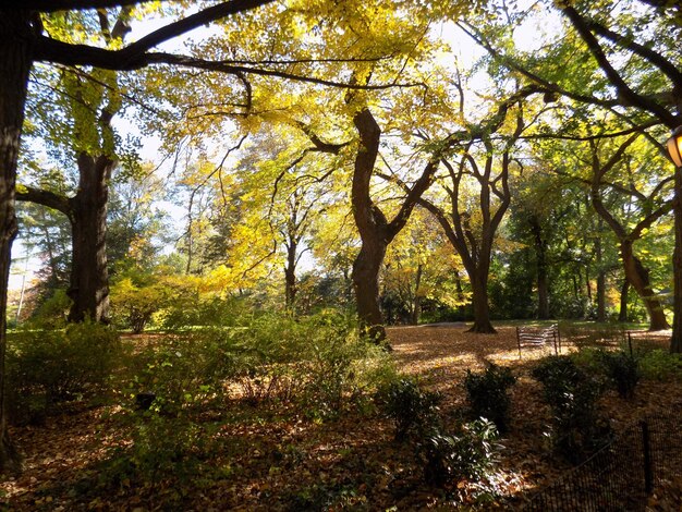 Foto Árboles en el bosque