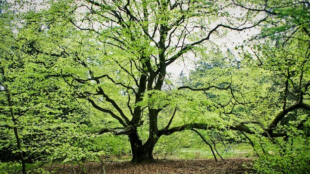 Foto Árboles en el bosque