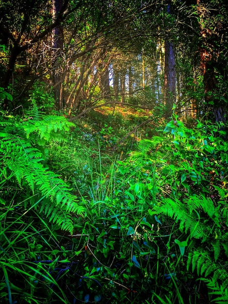 Foto Árboles en el bosque