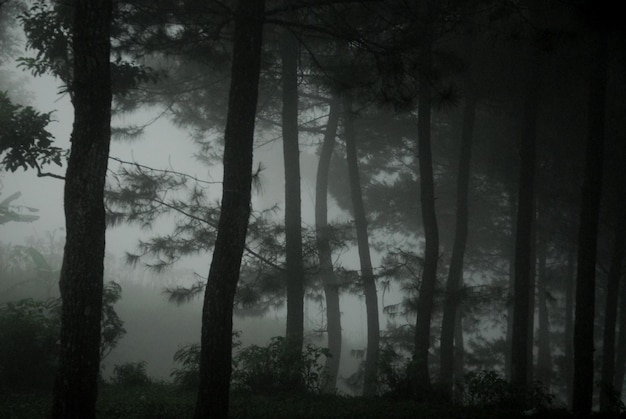 Foto Árboles en el bosque