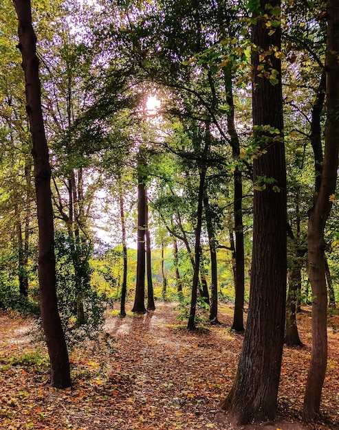 Foto Árboles en el bosque