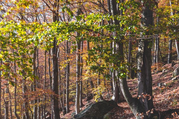 Foto Árboles en el bosque