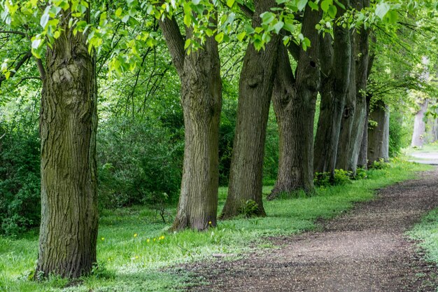 Foto Árboles en el bosque