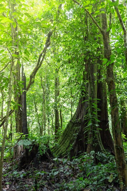 árboles en el bosque