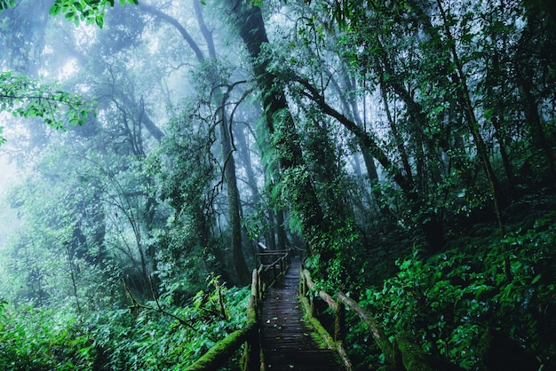 Arboles y bosques En la gama Bosque lluvioso.