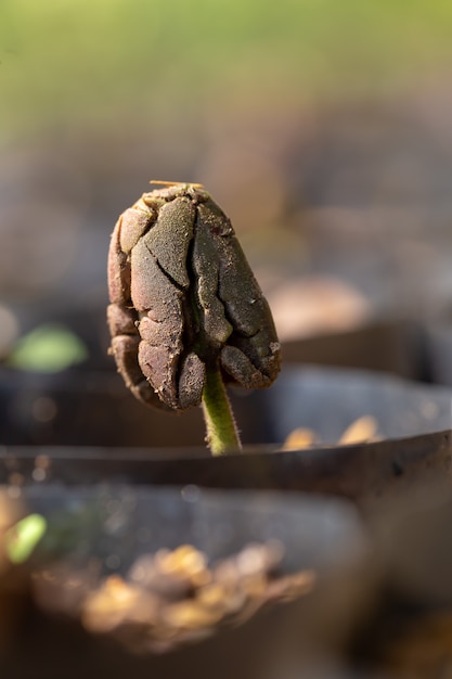 Los árboles de cacao son nuevos en la finca.