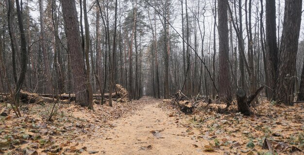 árboles caídos en un parque con pinos altos cerca de un camino salpicado de agujas amarillas a finales del otoño