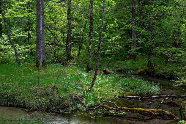 Árboles caídos en un río de montaña espontáneo en los Alpes