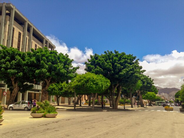 Árboles en la calle por los edificios contra el cielo azul