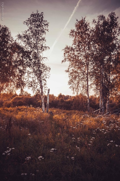 Árboles en el campo en el bosque contra el cielo