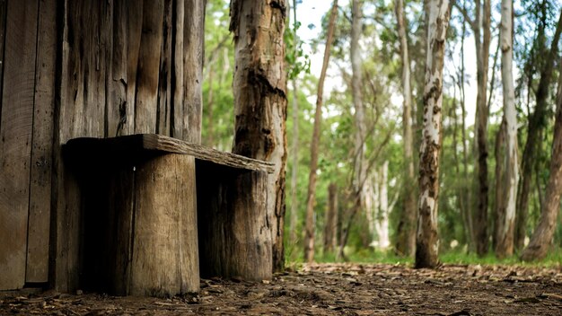 Foto Árboles en el campo en el bosque