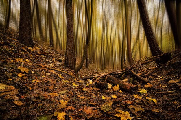 Foto Árboles en el campo en el bosque