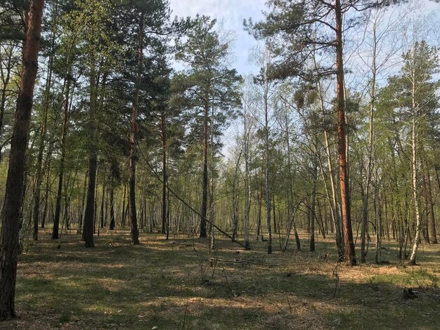 Foto Árboles en el campo en el bosque