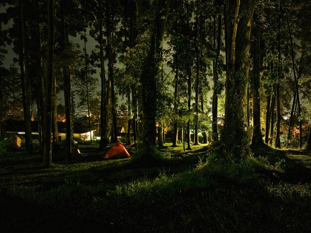 Foto Árboles en el campo en el bosque