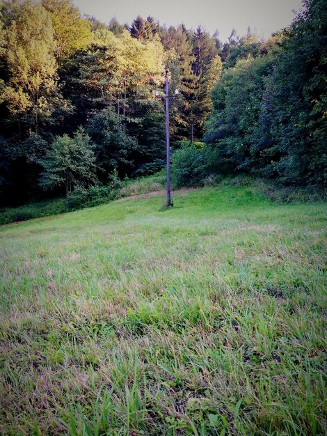 Foto Árboles en el campo en el bosque