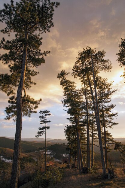 Foto Árboles en el campo contra el cielo al atardecer