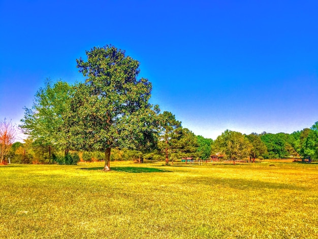 Foto Árboles en el campo contra el cielo azul claro